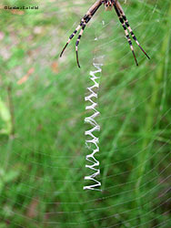 Argiope bruennichi senza una zampa