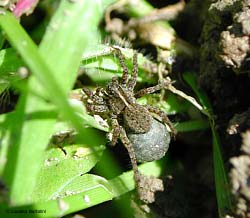 Lycosidae che trasporta il cocon