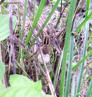 ragno pardosa con cocoon