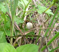 ragno pardosa sp. con cocoon