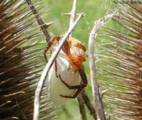 Thomisidae che protegge il suo bozzolo