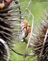 ragno Thomisidae che protegge il suo bozzolo