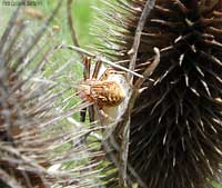 Thomisidae che protegge il suo bozzolo