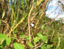 Araneus diadematus