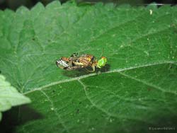 Araniella con una panorpa