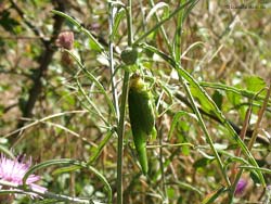 Heriaeus con una grossa cavalletta