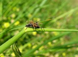 ragno Oxyopes