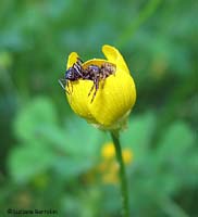 Synaema globosum che ha catturato una formica