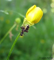 Synaema globosum che ha catturato una formica