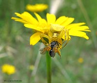 Thomisus onustus giallo con un imenottero