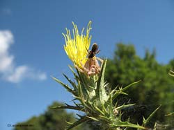 Thomisus onustus con un imenottero