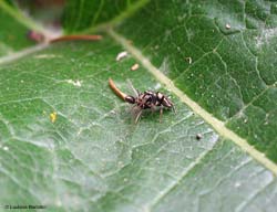 ragno salticide e formica