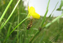 Thomiside che ha preso un dittero sirphidae