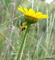 Tomiside con syrphidae