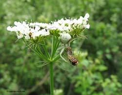 Thomiside con un syrphidae