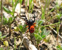 Eresus cinnaberinus, un ragno dal corpo rosso fuoco