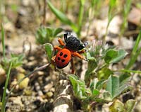 Eresus cinnaberinus, un ragno dal corpo rosso fuoco