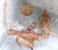 Pholcus phalangioides