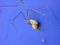 Pholcidae