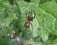 Linyphia sp.