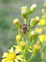 Opilionide sul fiore Verga d'oro