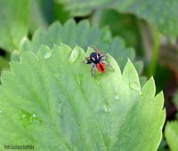 Ragno Philaeus chrysops maschio Ragno Philaeus chrysops maschio
