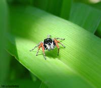 Ragno Philaeus chrysops maschio