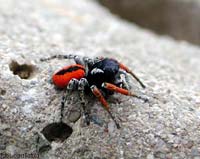 Philaeus chrysops maschio Philaeus chrysops maschio