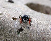 Philaeus chrysops maschio Ragno Philaeus chrysops maschio