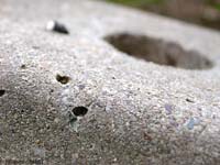 Philaeus chrysops maschio Ragno Philaeus chrysops maschio