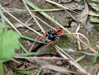 Ragno Philaeus chrysops maschio