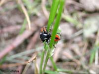 Ragno Philaeus chrysops maschio