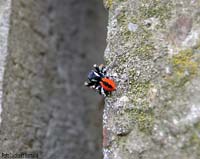 Ragno Philaeus chrysops maschio Ragno Philaeus chrysops maschio