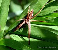 Pisaura mirabilis