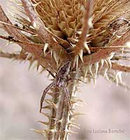 Piccolo pisaura che si mimetizza sulla pianta di cardo dei lanaioli