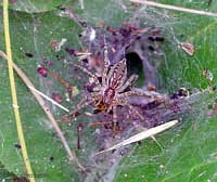 Agelena gracilens sulla ragnatela