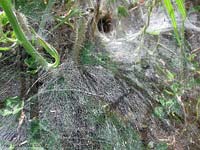 ragnatela di Agelenidae