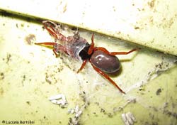 Dysdera sp. rannicchiata nel suo involucro protettivo