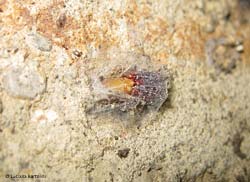 Dysdera sp. rannicchiata nel suo involucro protettivo