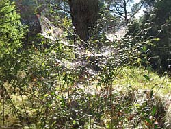 Gruppo di Ragnatele su degli arbusti