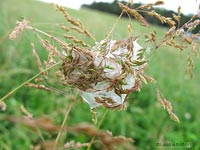 ragnatela/nido