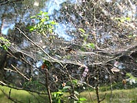 ragnatela tridimensionale
