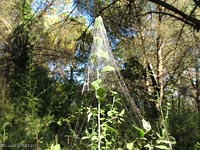 Ragnatela