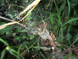 ragnatela di Agelenidae