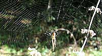ragnatela circolare