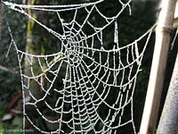Ragnatela coperta di brina