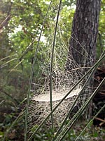 Ragnatela polverosa
