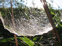 Ragnatela tridimensionale