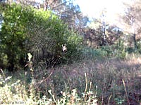 Grande ragnatela di Araneus diadematus