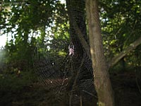 Grande ragnatela di Araneus diadematus